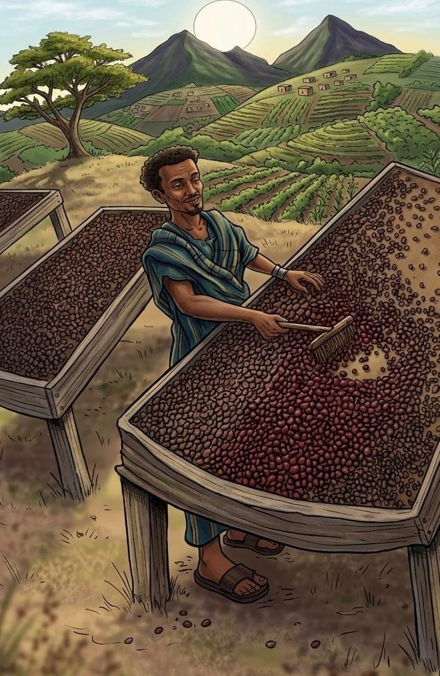 Jebena Coffee beans
